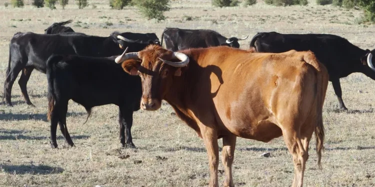 Patrullas policiales buscan con drones a cinco vacas fugadas en las fiestas de Alcalà de Chivert 1 Patrullas policiales buscan con drones a cinco vacas fugadas en las fiestas de Alcalà de Chivert