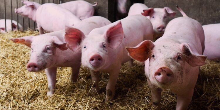 AVA-ASAJA acusa a la UE de sacrificar el sector porcino por los aranceles a los eléctricos chinos