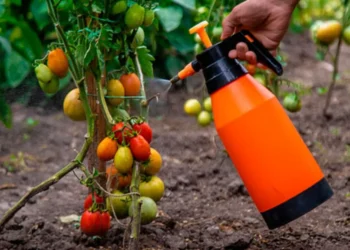 Científicos de la UPV desarrollan un compuesto que aumenta la resistencia de los cultivos a la sequía