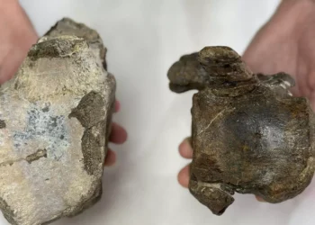 Descubren nuevos dinosaurios herbívoros del Jurásico Superior en Teruel y Valencia