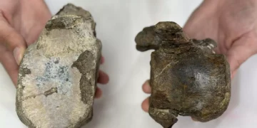Descubren nuevos dinosaurios herbívoros del Jurásico Superior en Teruel y Valencia