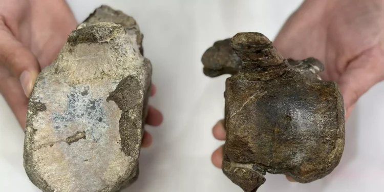 Descubren nuevos dinosaurios herbívoros del Jurásico Superior en Teruel y Valencia