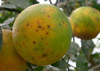 Los cítricos sudafricanos ya acumulan este año 13 detecciones de mancha negra