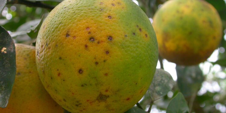 Los cítricos sudafricanos ya acumulan este año 13 detecciones de mancha negra 1 Los cítricos sudafricanos ya acumulan este año 13 detecciones de mancha negra