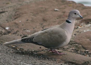 Cuatro investigados por cazar tórtolas en Gandía 2 Cuatro investigados por cazar tórtolas en Gandía