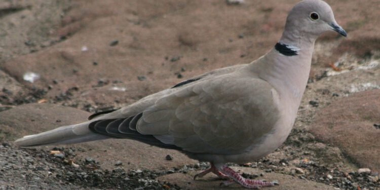 Cuatro investigados por cazar tórtolas en Gandía