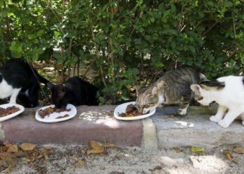 1017 Pla colonial feli