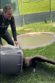 La Policía Local de Valencia rescata un buitre negro exhausto en las pedanías del norte 1 7f71871f 5124 46cd 8aa5 8b4fde21e5ad