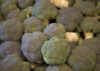 Brocoli europeo Una Europa Mas Saludable scaled 1