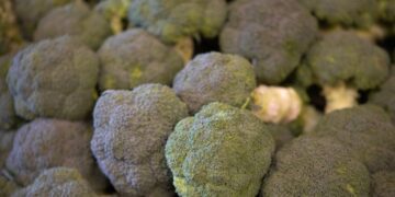 Brocoli europeo Una Europa Mas Saludable scaled 1