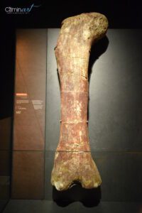 CaixaForum Valencia inaugura la exposición Dinosaurios de la Patagonia
