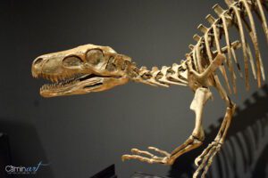 CaixaForum Valencia inaugura la exposición Dinosaurios de la Patagonia