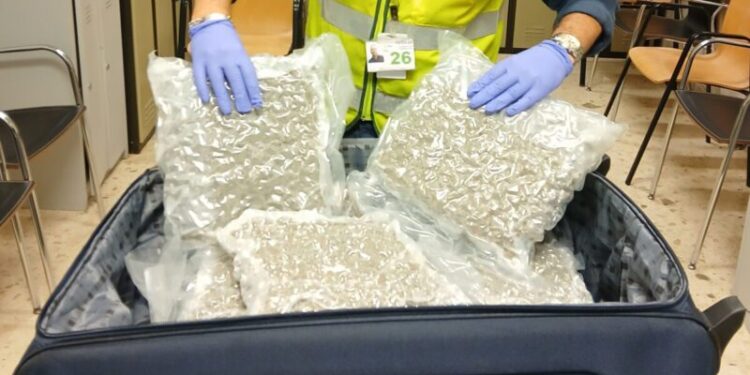 Detenido en el aeropuerto de Manises con casi 18 kilos de marihuana en la maleta 1 Foto 1 8 scaled 1