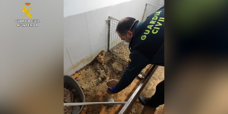 La Guardia Civil realiza un hallazgo estremecedor, 250 animales muertos en un criadero clandestino