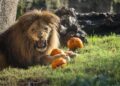 Los animales de BIOPARC Valencia celebran Halloween 10 Los animales de BIOPARC Valencia celebran Halloween