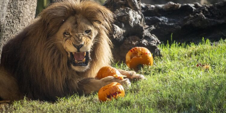 Los animales de BIOPARC Valencia celebran Halloween