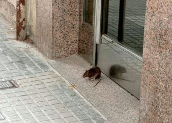El PP de Mislata pide un plan de choque urgente para frenar la proliferación de roedores en el municipio