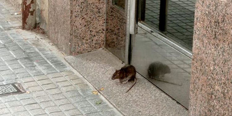 El PP de Mislata pide un plan de choque urgente para frenar la proliferación de roedores en el municipio