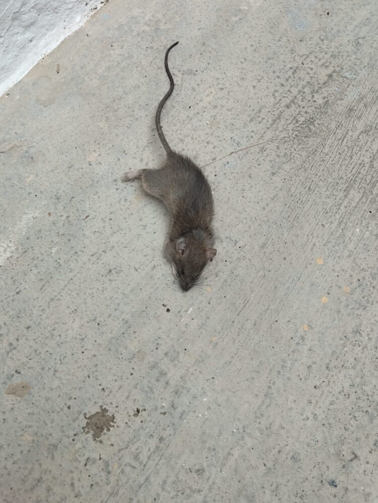 El abandono de Ribó a la Punta que prosigue Catalá: Los vecinos exigen un cambio