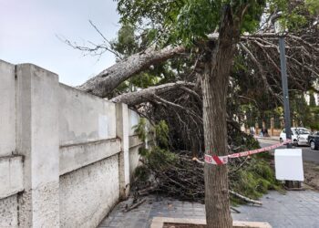 Dos pinos de grandes dimensiones caen en la calle Jaca