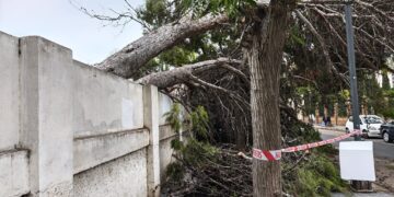 Dos pinos de grandes dimensiones caen en la calle Jaca