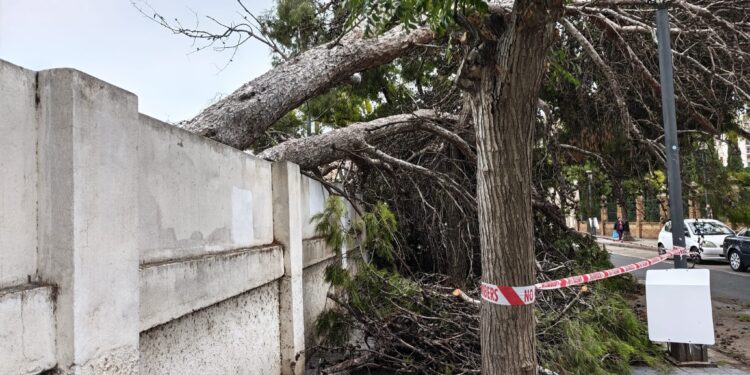Dos pinos de grandes dimensiones caen en la calle Jaca 1 Dos pinos de grandes dimensiones caen en la calle Jaca
