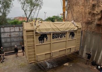 asi ha sido el complejo traslado de una elefanta prenada desde bioparc valencia a hungria 16 9 aspec da39 scaled 1