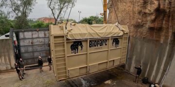 asi ha sido el complejo traslado de una elefanta prenada desde bioparc valencia a hungria 16 9 aspec da39 scaled 1