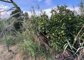 Un año después de la DANA aún queda un 40% del sector agrario por recuperar, según un estudio de AVA ASAJA 33 Un año después de la DANA aún queda un 40% del sector agrario por recuperar, según un estudio de AVA ASAJA