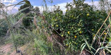 Un año después de la DANA aún queda un 40% del sector agrario por recuperar, según un estudio de AVA ASAJA