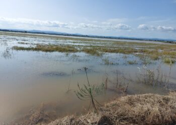 AVA-ASAJA estima que la Dana Alice ya causa dos millones de pérdidas en el arroz