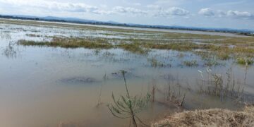 AVA-ASAJA estima que la Dana Alice ya causa dos millones de pérdidas en el arroz
