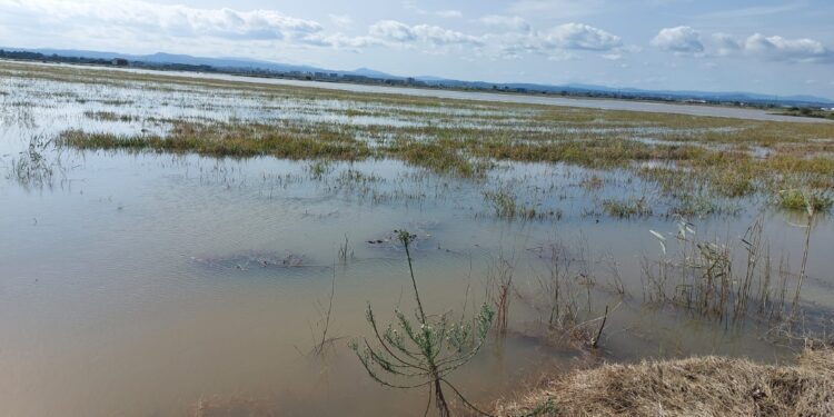 AVA-ASAJA estima que la Dana Alice ya causa dos millones de pérdidas en el arroz