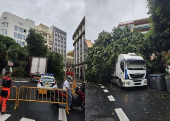 Cae un ficus sobre un camión en la Calle Pintor Sorolla en Valencia que obliga a cortar la via a la circulación