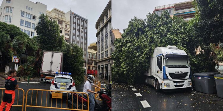 Cae un ficus sobre un camión en la Calle Pintor Sorolla en Valencia que obliga a cortar la via a la circulación