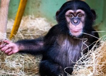 el emotivo encuentro de ekon con su papa en el bioparc valencia 16 9 aspect ratio default 0 da39 scaled 1