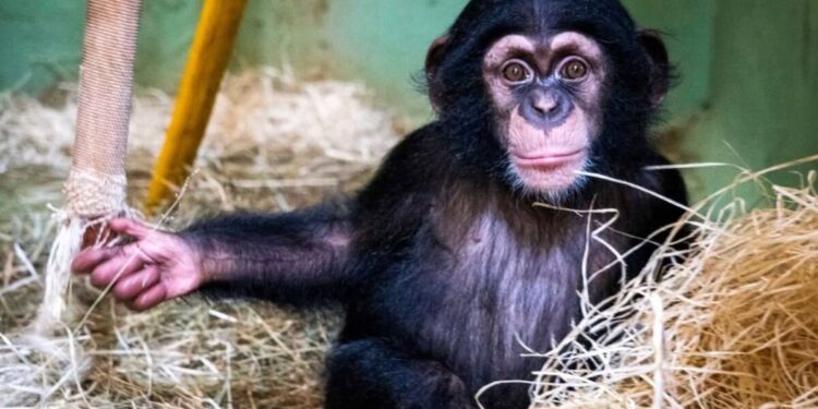 Ekon, el bebé chimpancé del Bioparc Valencia, vive su primer encuentro con su padre tras superar meses de cuidados intensivos 1 el emotivo encuentro de ekon con su papa en el bioparc valencia 16 9 aspect ratio default 0 da39 scaled 1