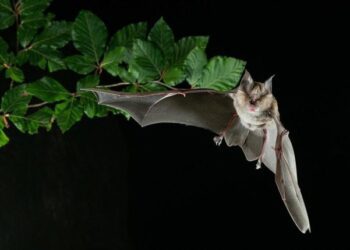 Científicos valencianos descubren nuevos coronavirus en murciélagos de España, algunos parecidos al SARS-CoV-2