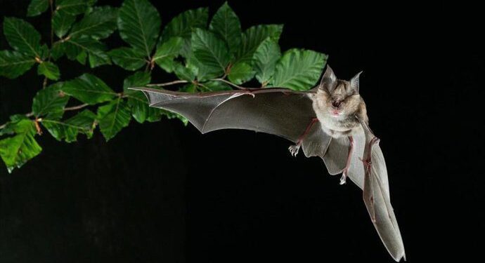 Científicos valencianos descubren nuevos coronavirus en murciélagos de España, algunos parecidos al SARS-CoV-2