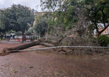 Las lluvias de este fin de semana llenan la ciudad de árboles y ramas caídas