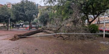 Las lluvias de este fin de semana llenan la ciudad de árboles y ramas caídas