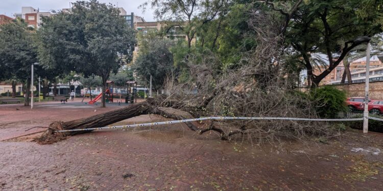 Las lluvias de este fin de semana llenan la ciudad de árboles y ramas caídas 1 Las lluvias de este fin de semana llenan la ciudad de árboles y ramas caídas