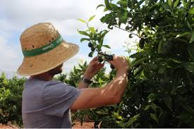 La Unió rechaza la Distinción de la Generalitat y reivindica la solidaridad del campo como "deber natural" 1 images 10