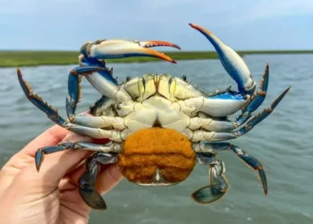 Aumento inesperado de especies y cangrejos azules en l’Albufera preocupa a expertos