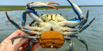 Aumento inesperado de especies y cangrejos azules en l’Albufera preocupa a expertos