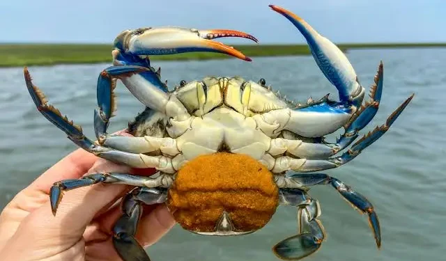 Aumento inesperado de especies y cangrejos azules en l’Albufera preocupa a expertos 1 Aumento inesperado de especies y cangrejos azules en l’Albufera preocupa a expertos