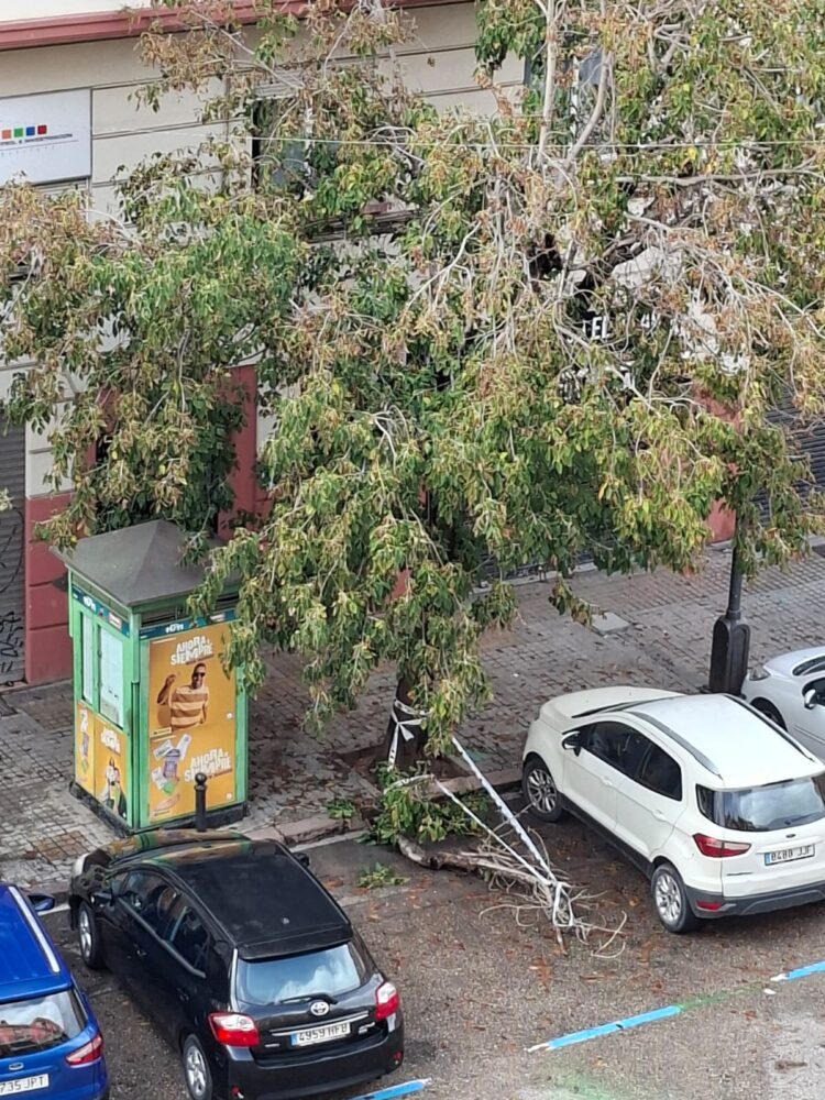 Las lluvias de este fin de semana llenan la ciudad de árboles y ramas caídas