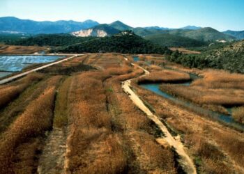 300 toneladas de paja del arroz retiradas en la Marjal de Pego-Oliva