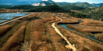 300 toneladas de paja del arroz retiradas en la Marjal de Pego-Oliva