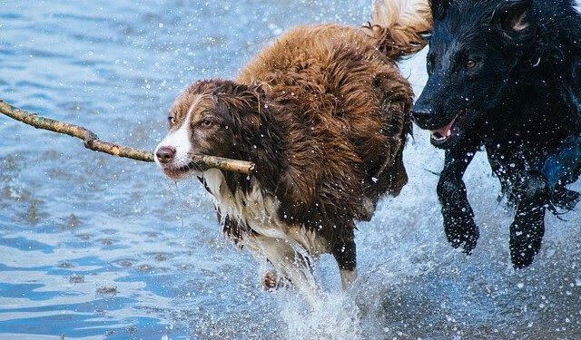 La Generalitat permitirá registrar la custodia compartida de mascotas 1 perros
